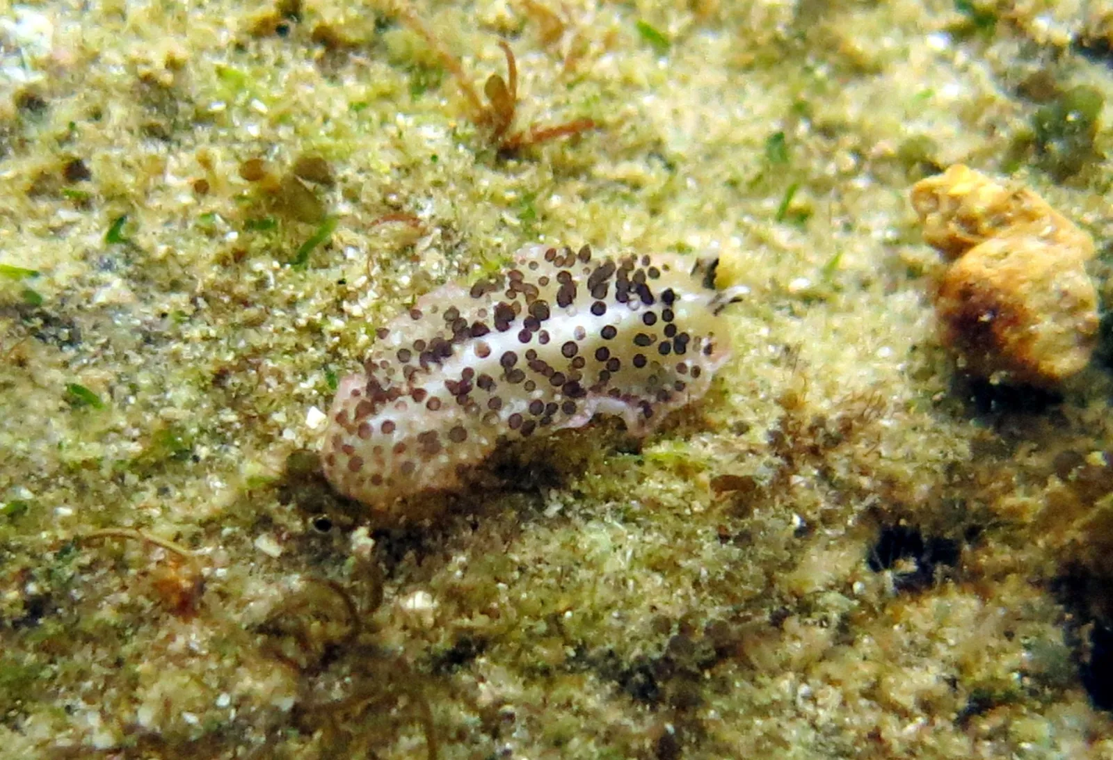 Acanthozoon fuscobulbosum